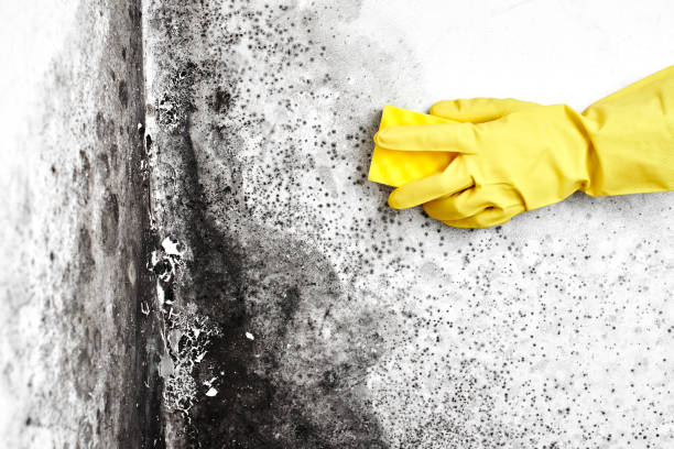 Best Residential Mold Inspection & Testing  in Deerfield, WI
