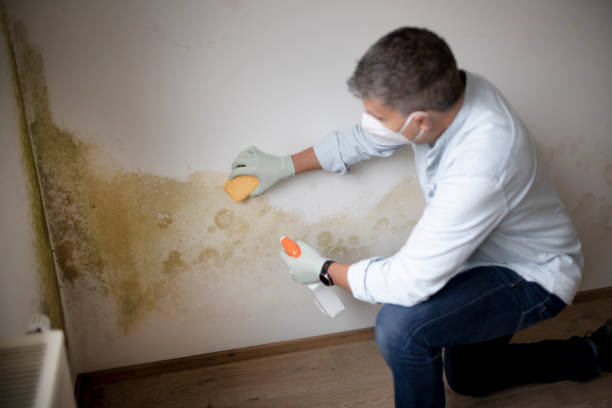 Professional Mold Removal in Deerfield, WI